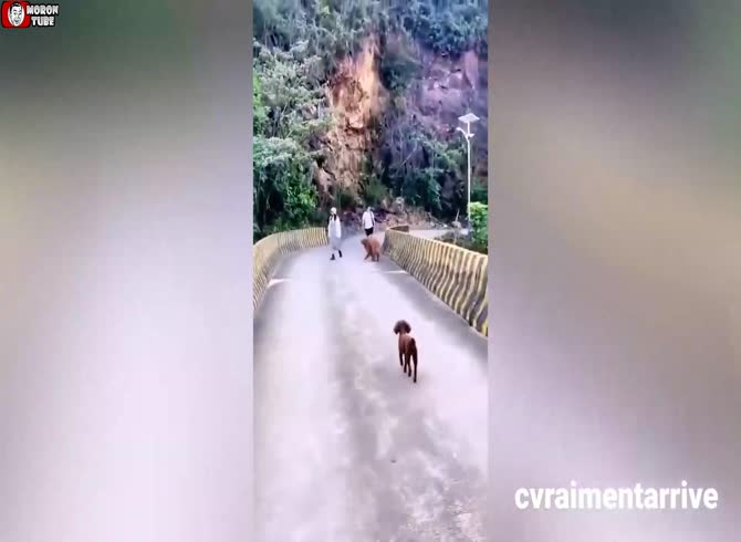 Video :A dog jumps off a bridge in China (public warning)